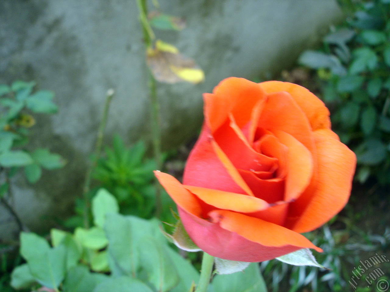 Red rose photo.
