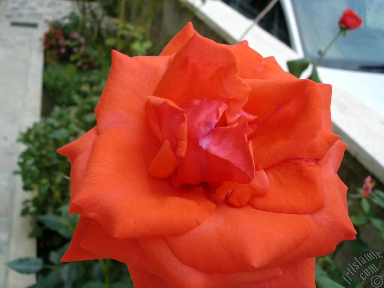 Red rose photo.
