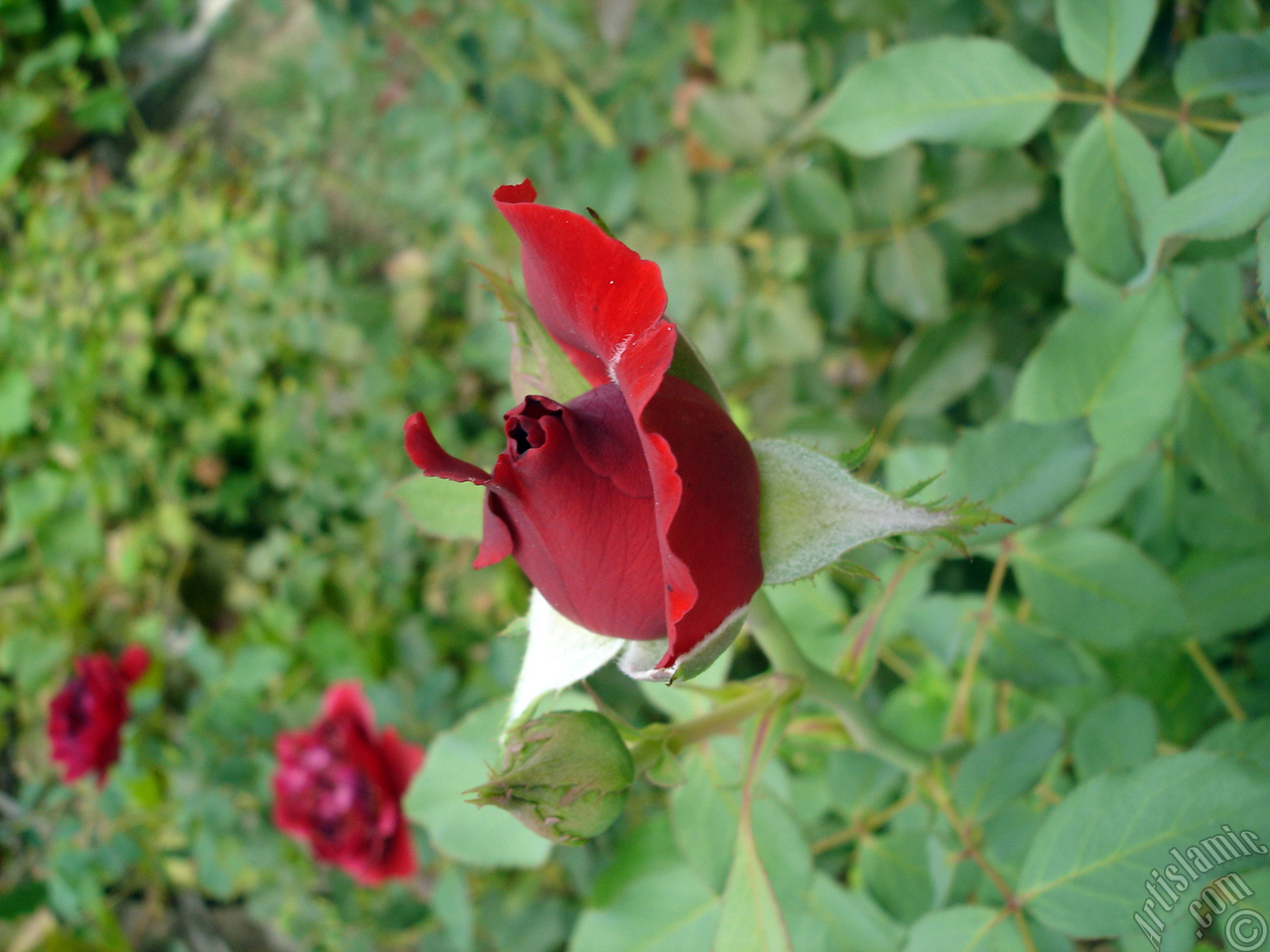 Red rose photo.
