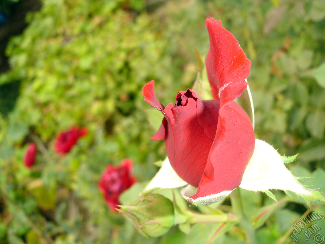 Red rose photo.
