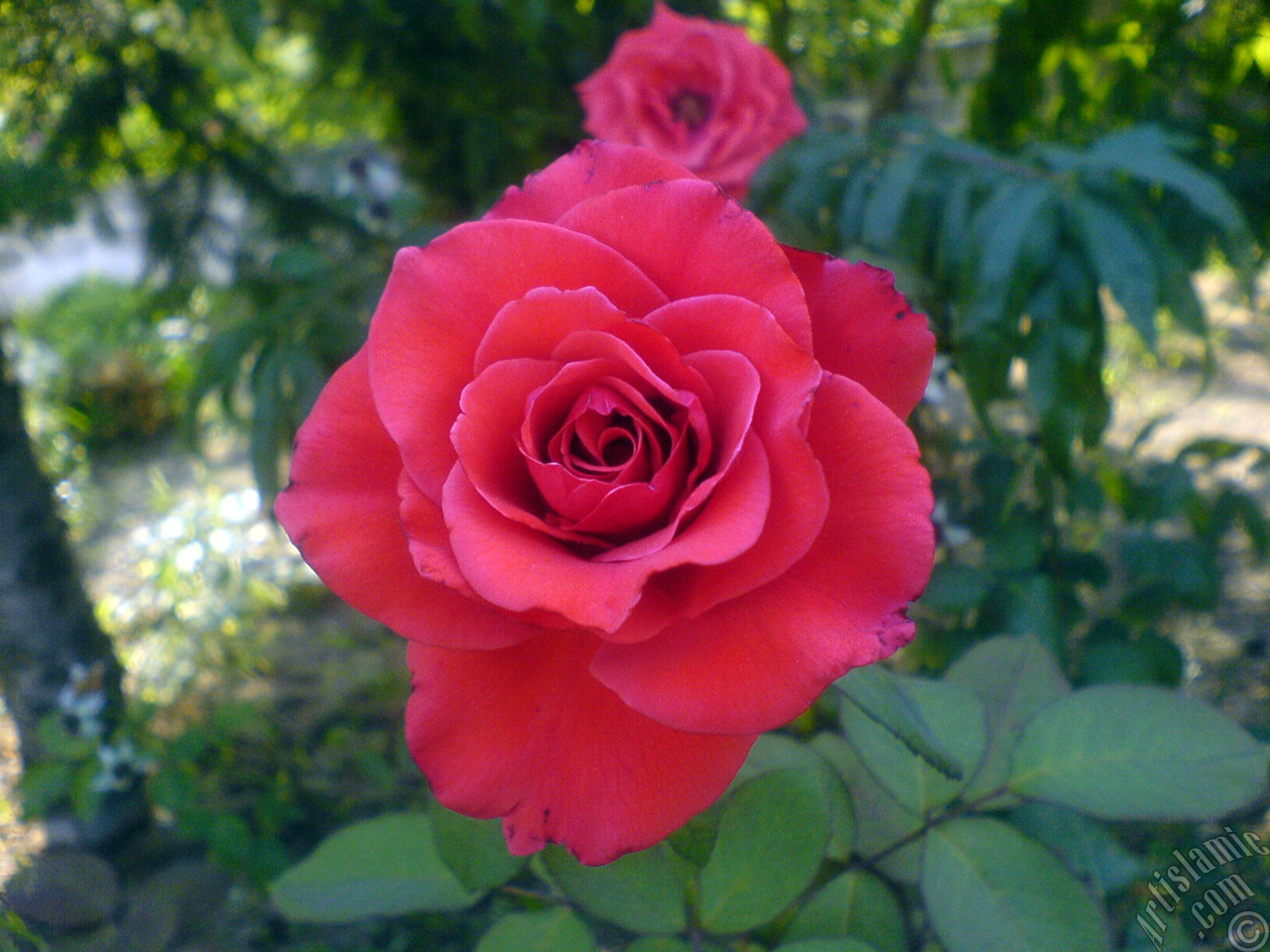 Red rose photo.
