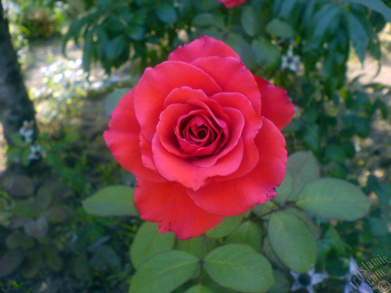 Red rose photo.
