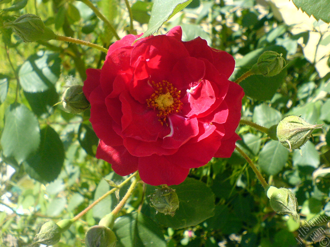 Red rose photo.
