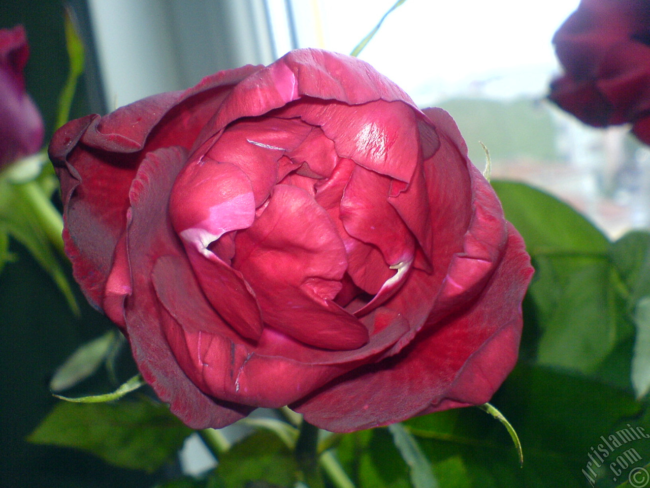 Red rose photo.
