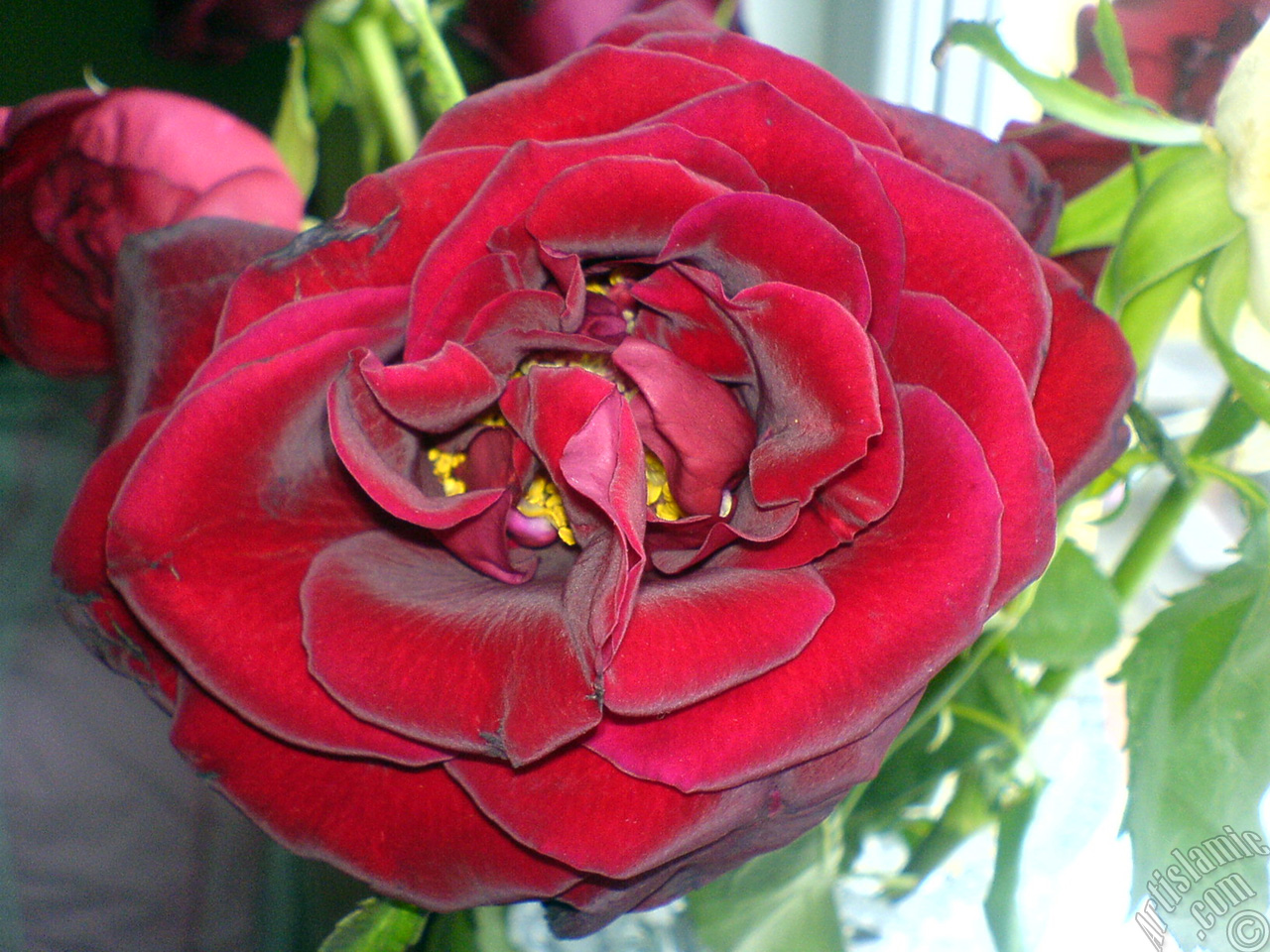 Red rose photo.
