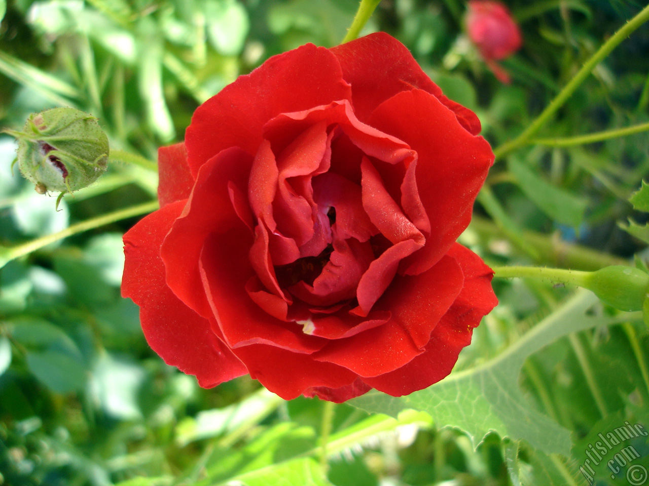 Red rose photo.
