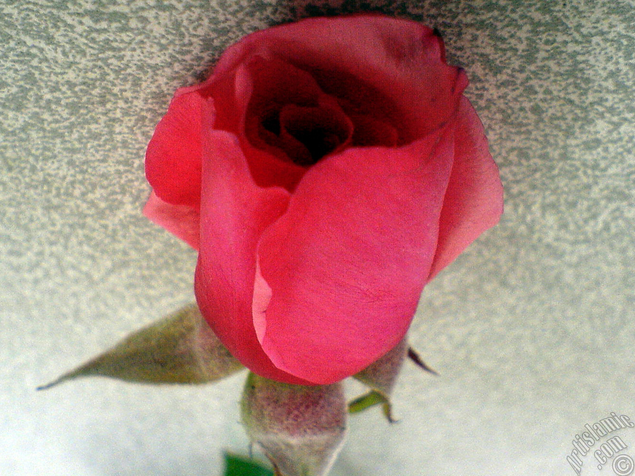 Red rose photo.
