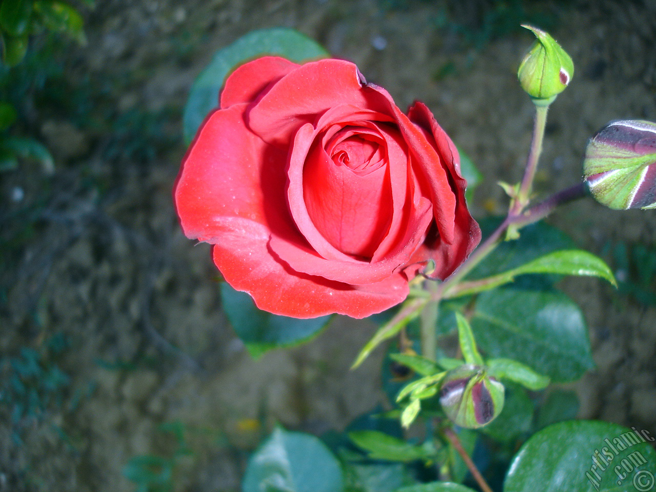 Red rose photo.
