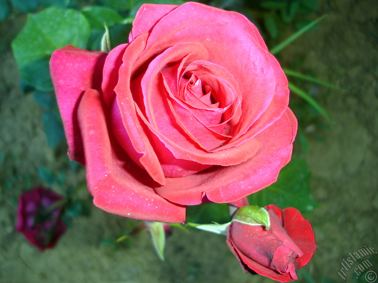 Red rose photo.
