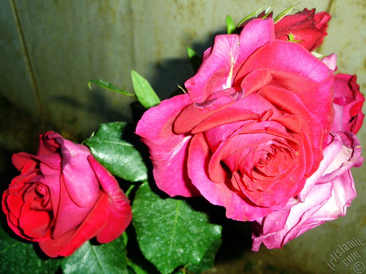 Red rose photo.
