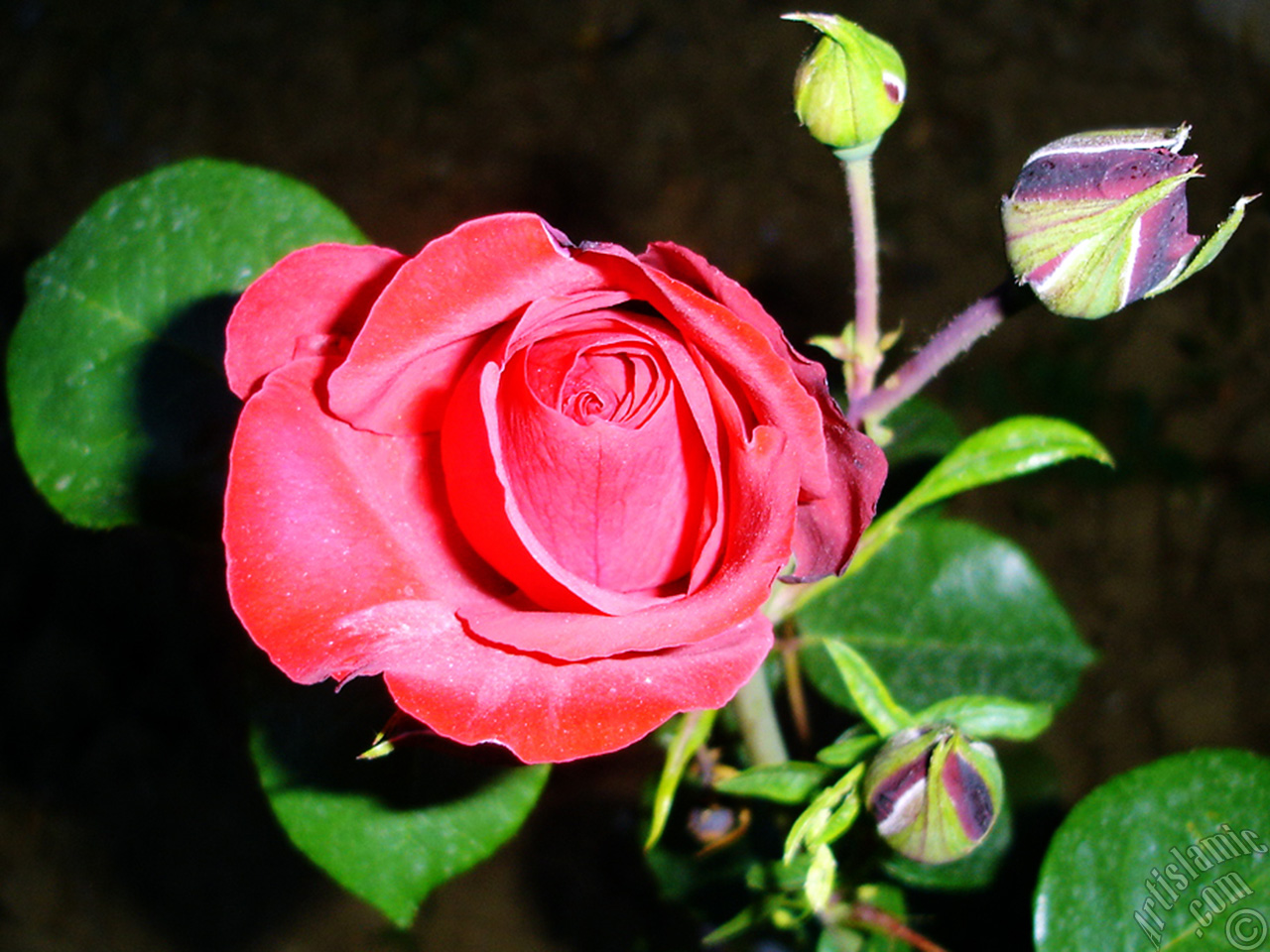 Red rose photo.
