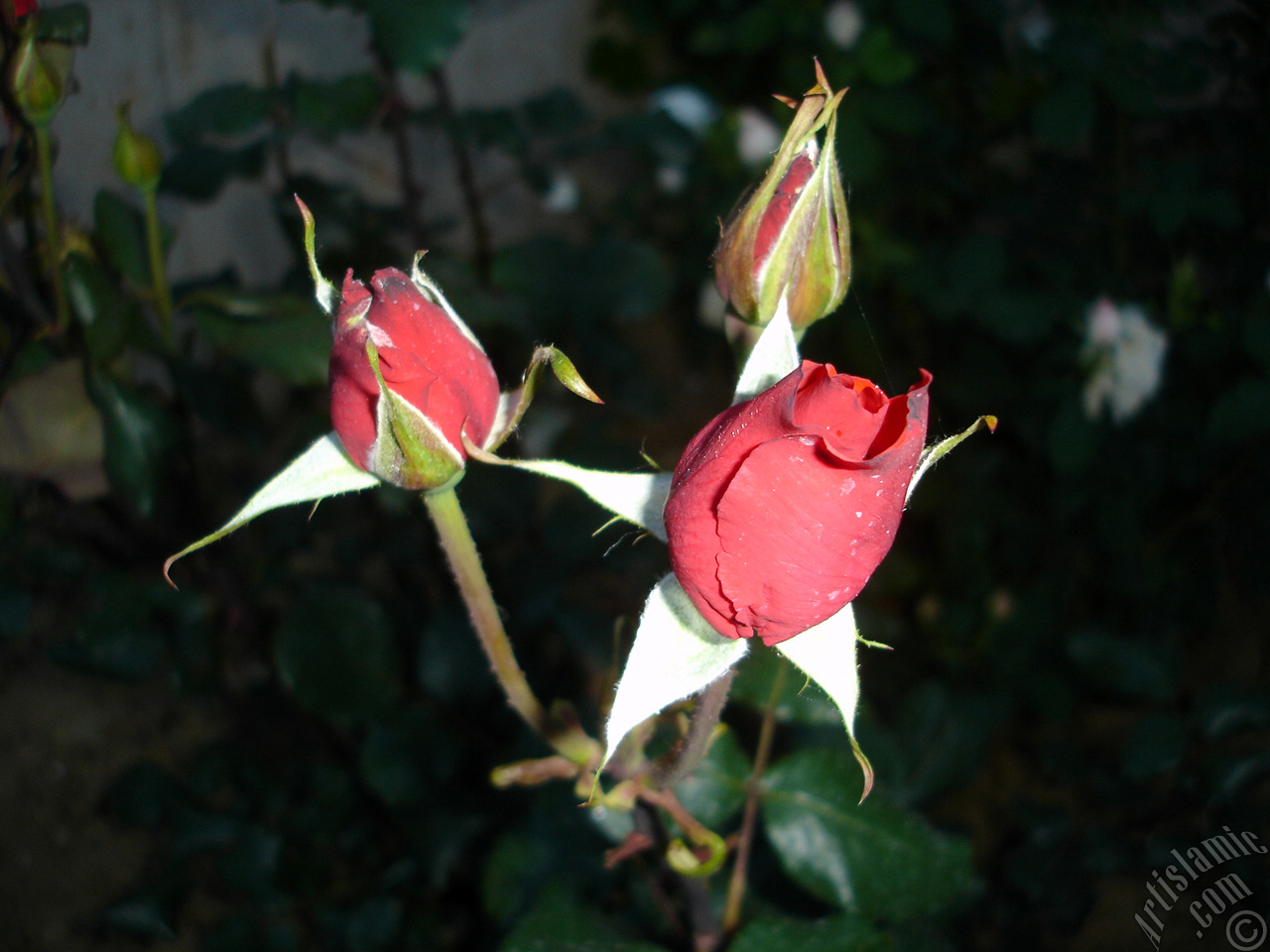 Red rose photo.
