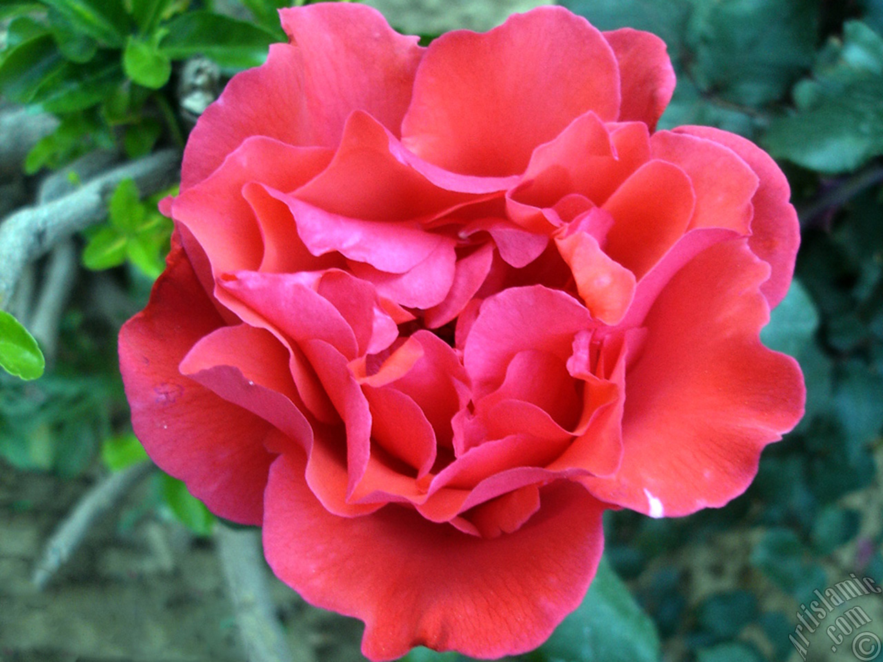 Red rose photo.
