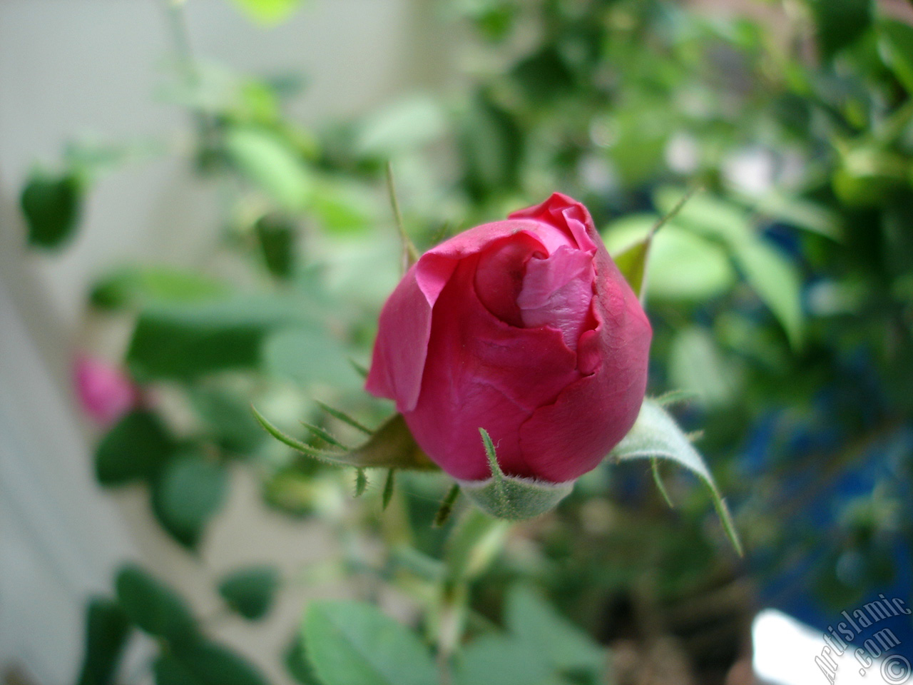 Red rose photo.
