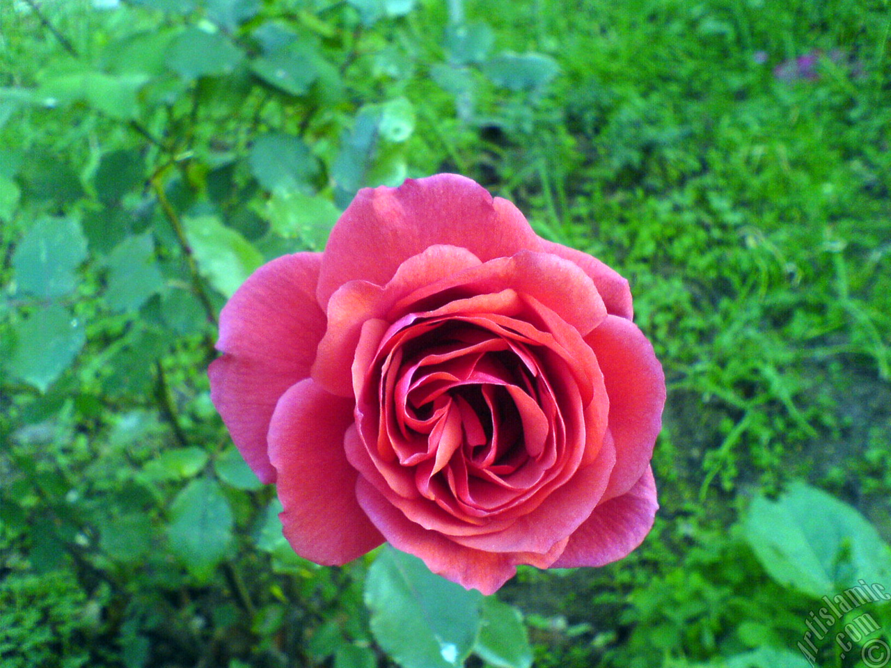 Red rose photo.
