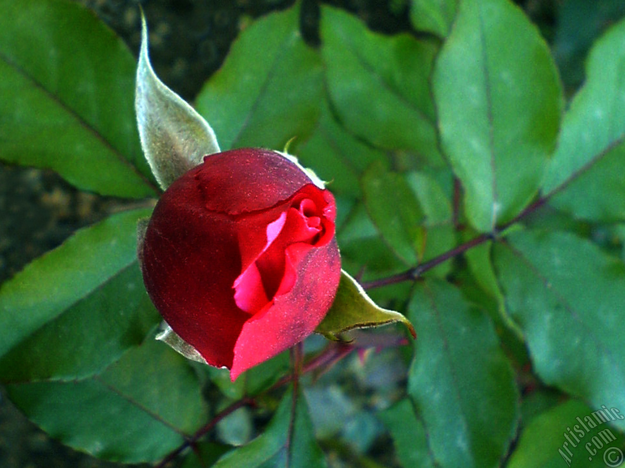 Red rose photo.
