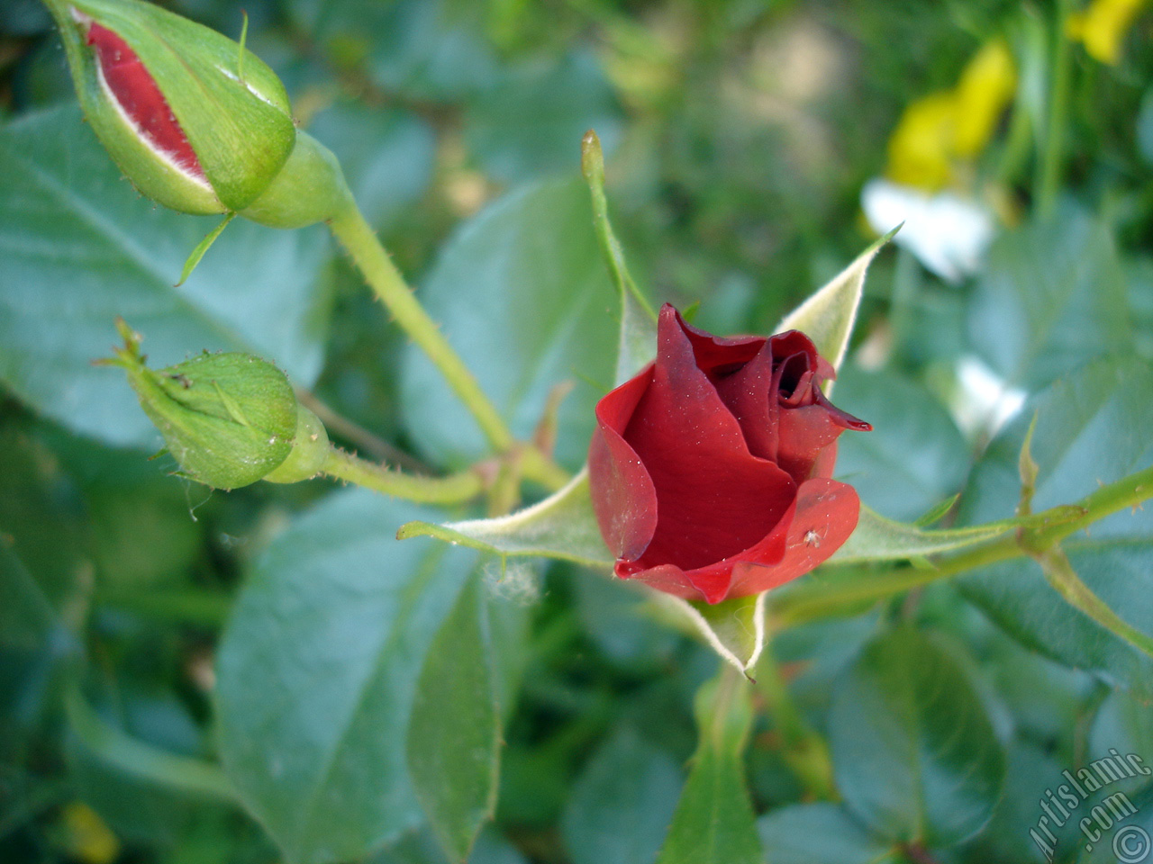 Red rose photo.
