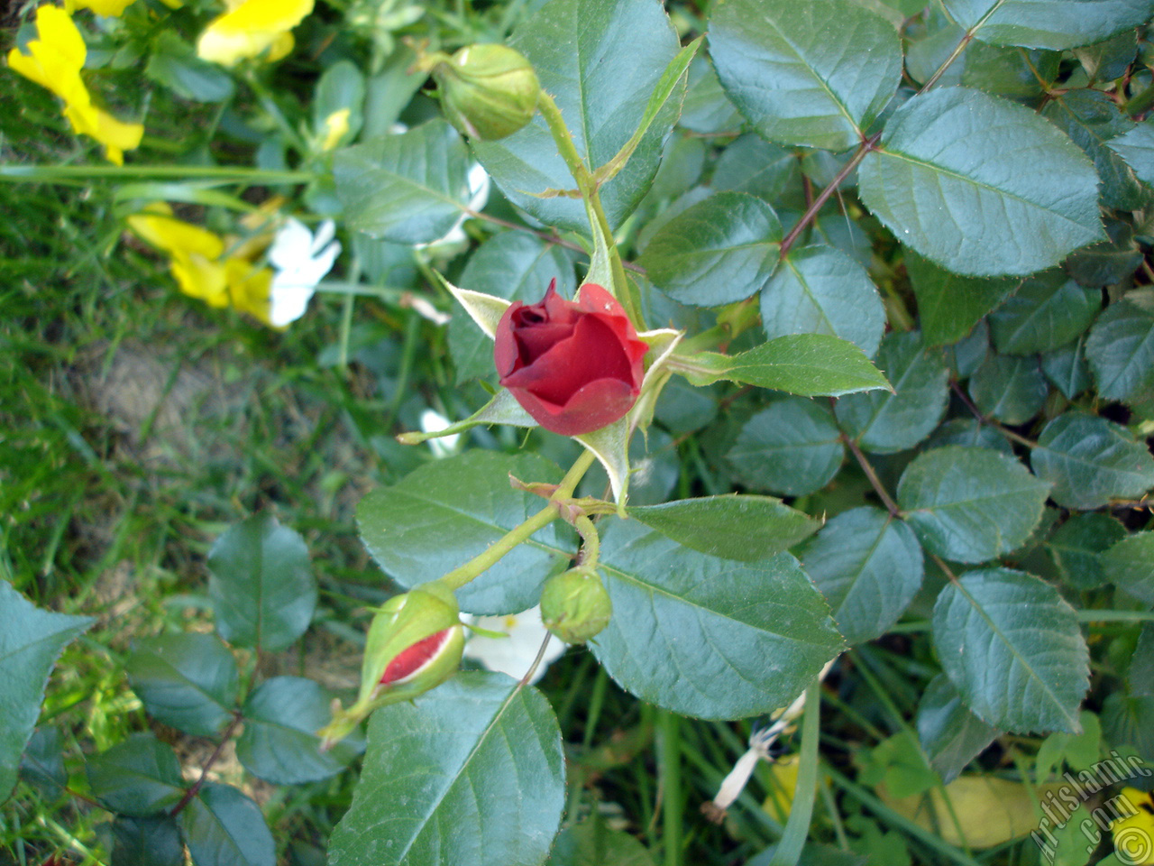 Red rose photo.
