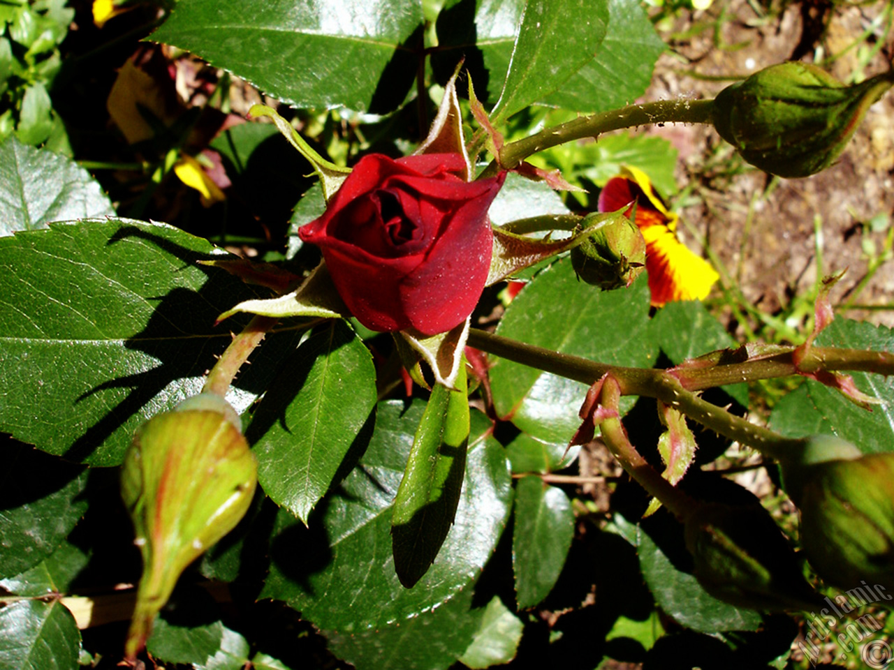 Red rose photo.
