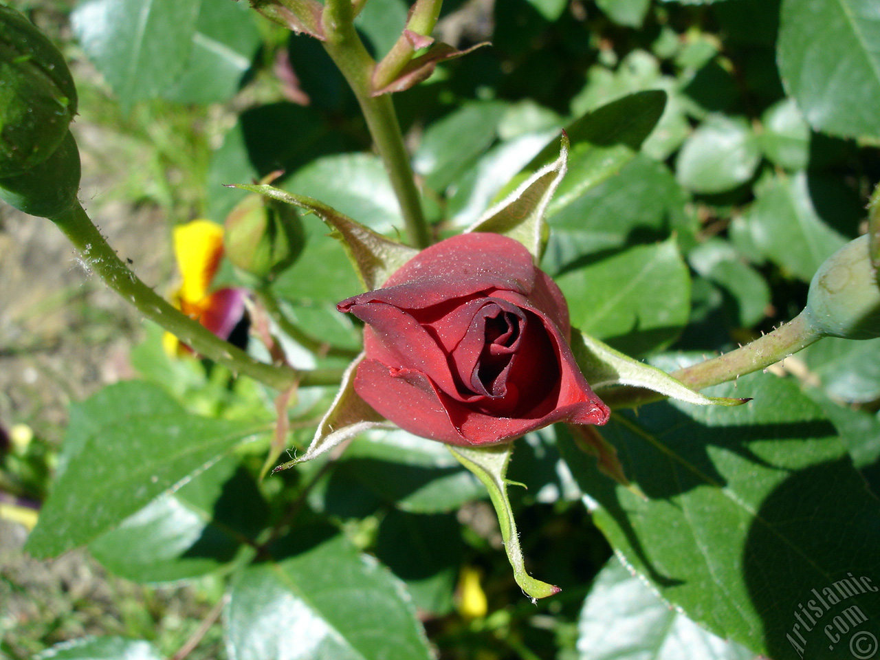 Red rose photo.
