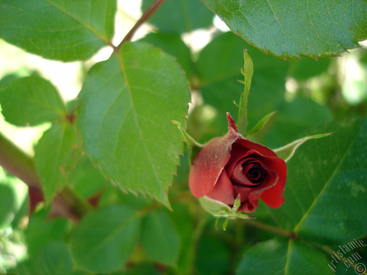 Red rose photo.
