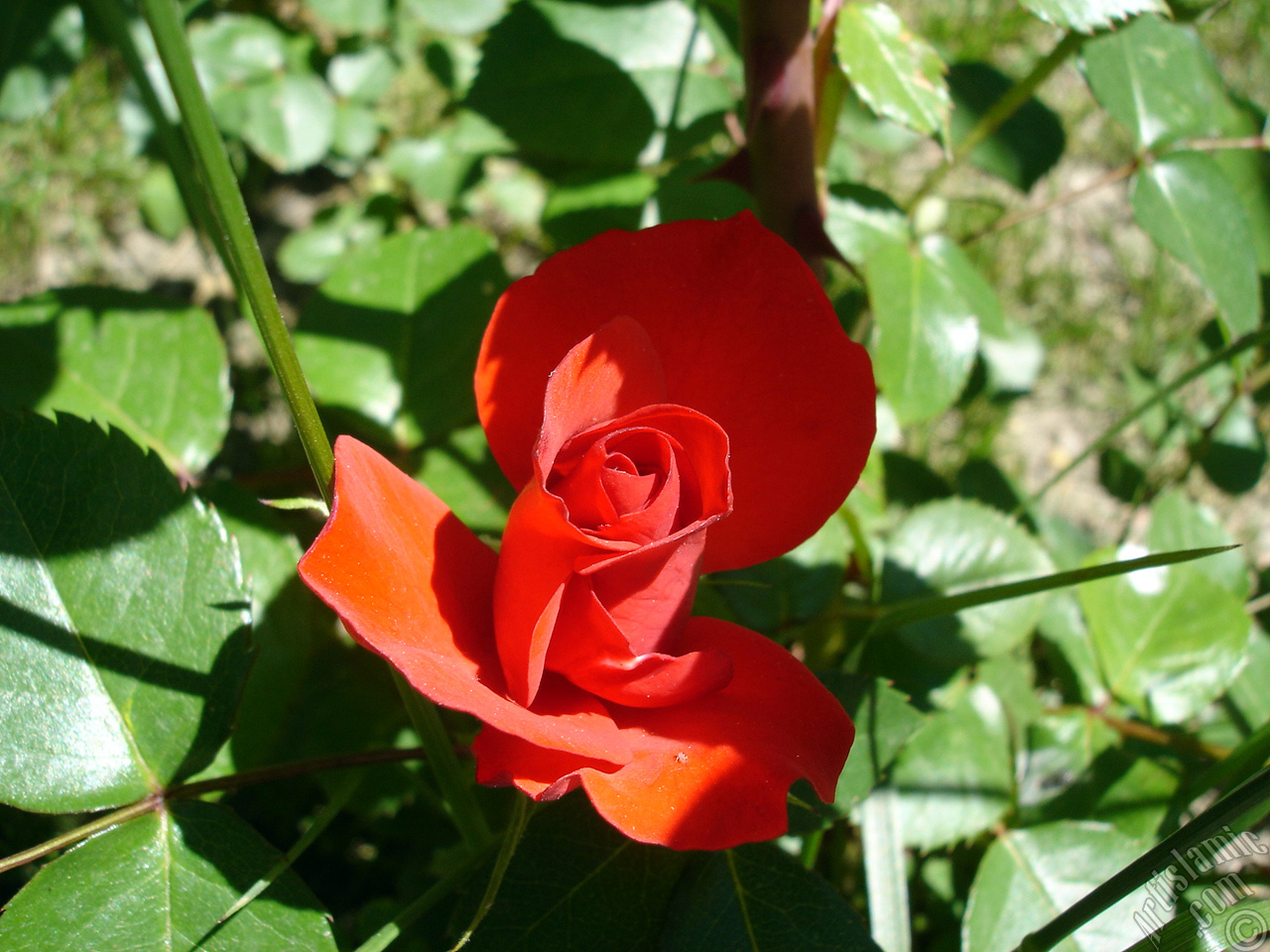 Red rose photo.
