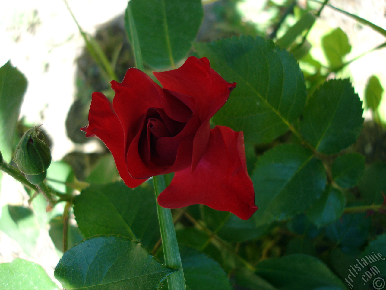 Red rose photo.
