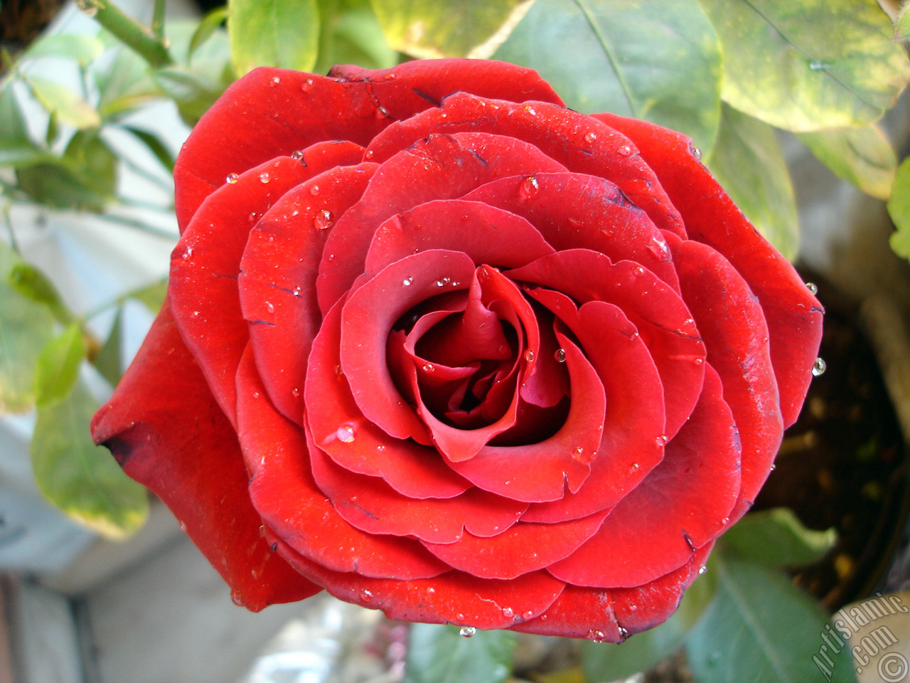 Red rose photo.
