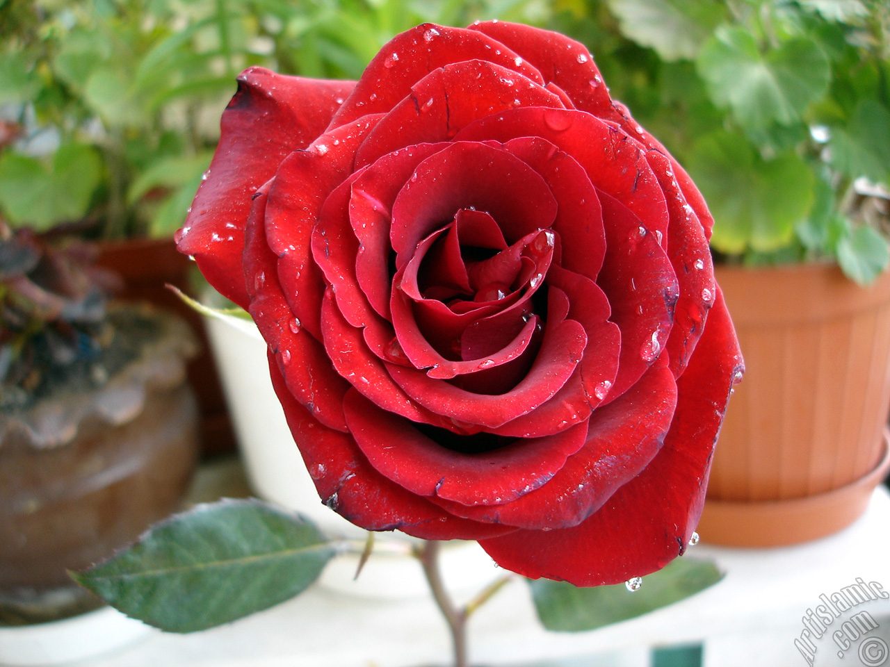 Red rose photo.
