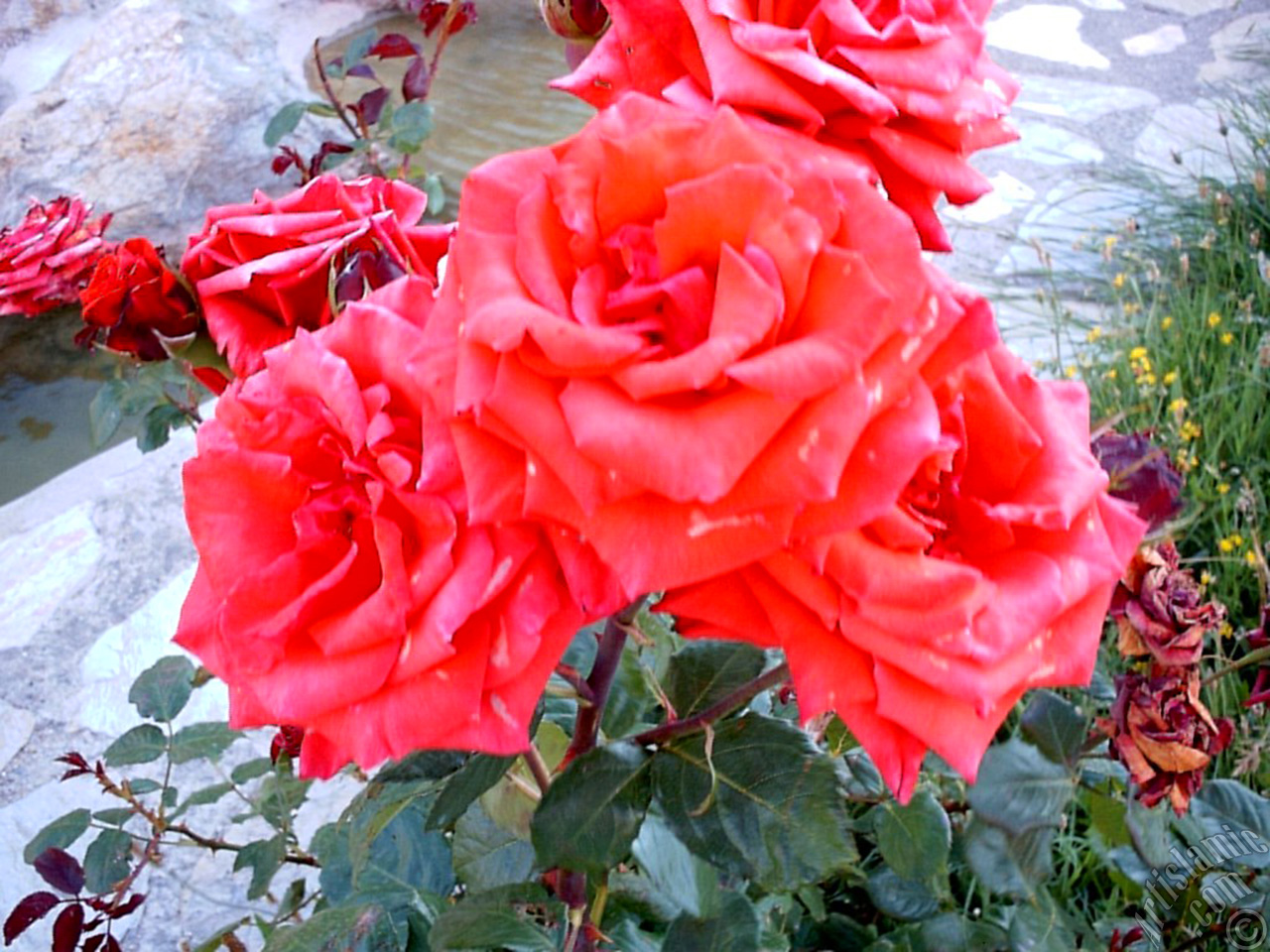 Red rose photo.
