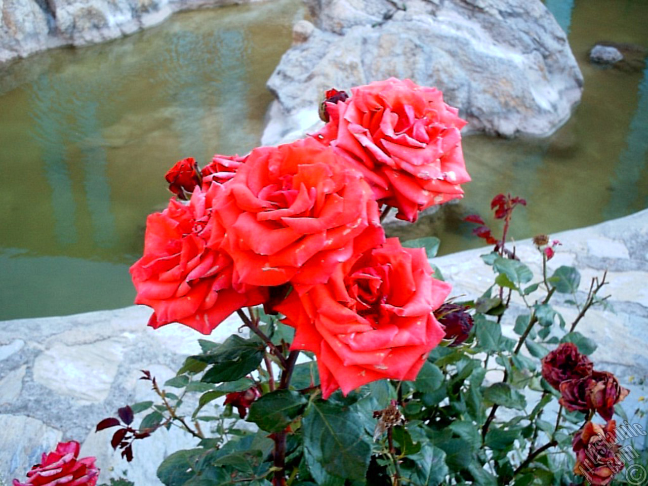 Red rose photo.
