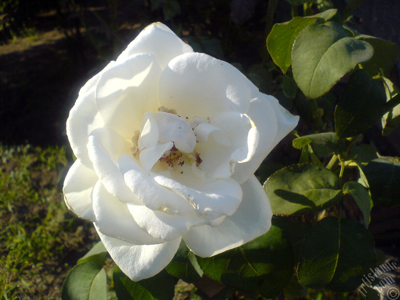 White rose photo.
