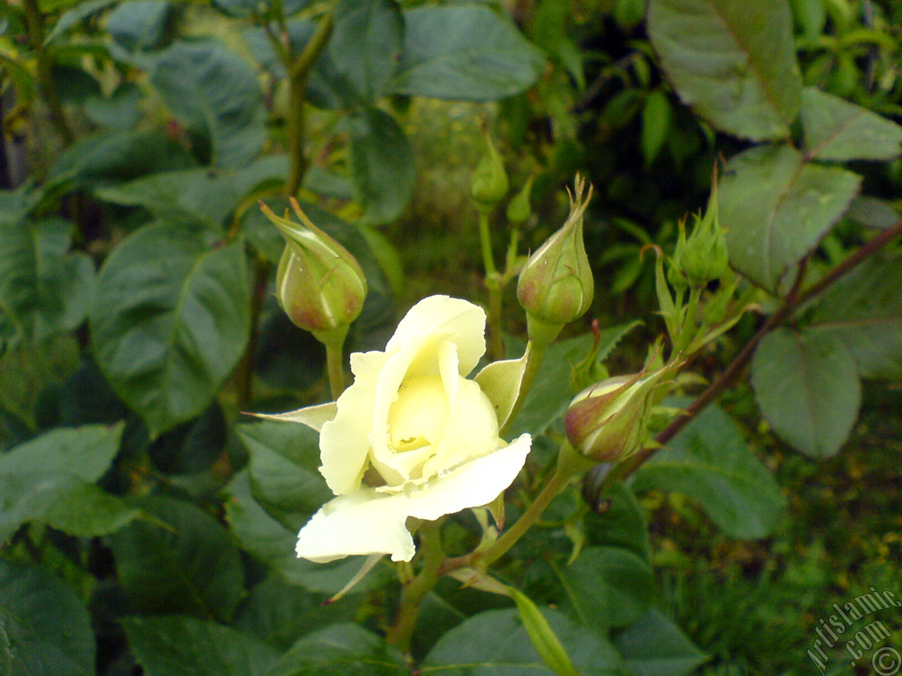 White rose photo.
