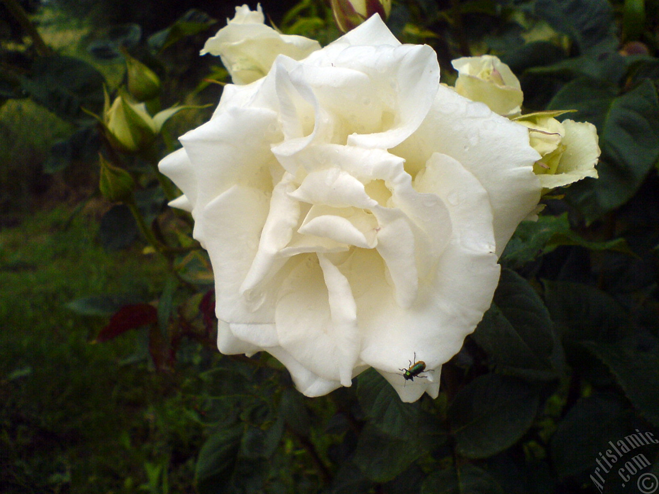 White rose photo.
