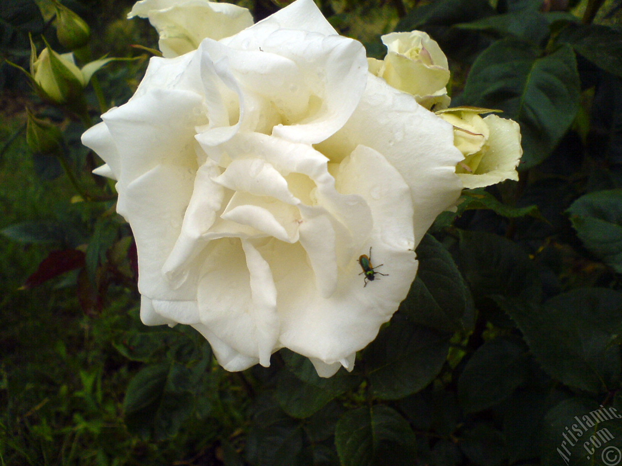 White rose photo.

