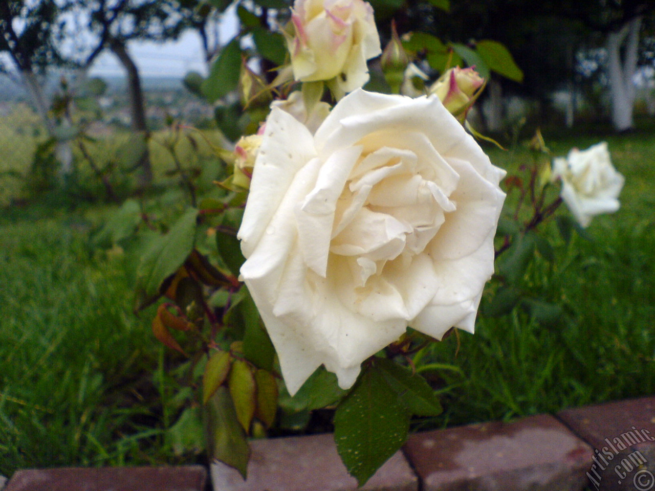 White rose photo.
