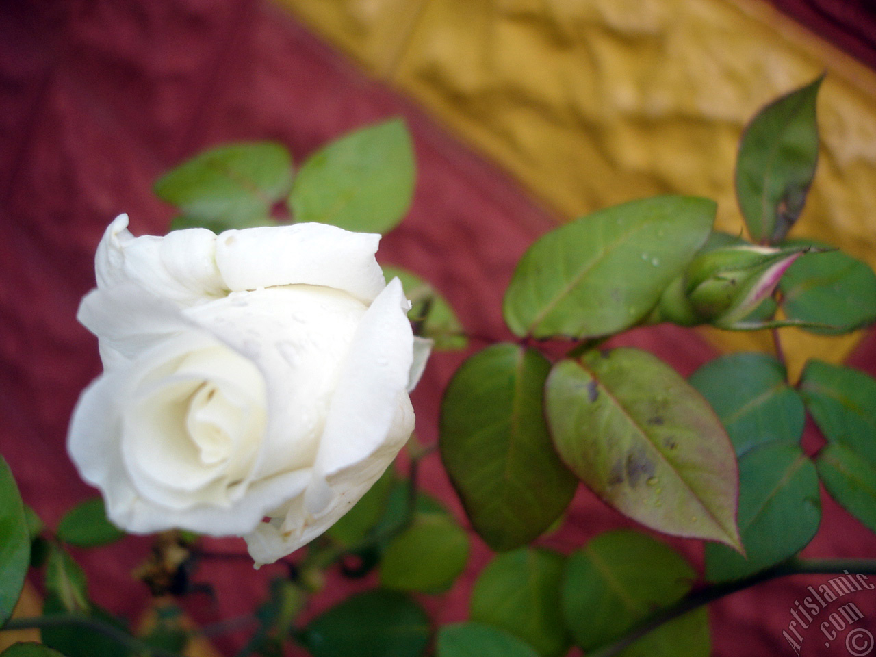 White rose photo.
