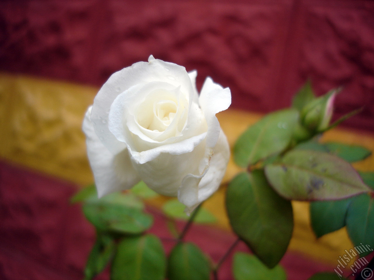 White rose photo.
