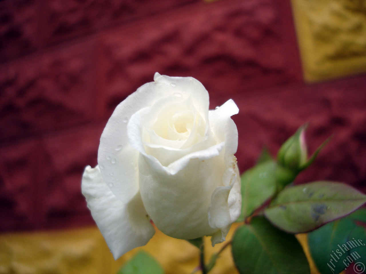 White rose photo.
