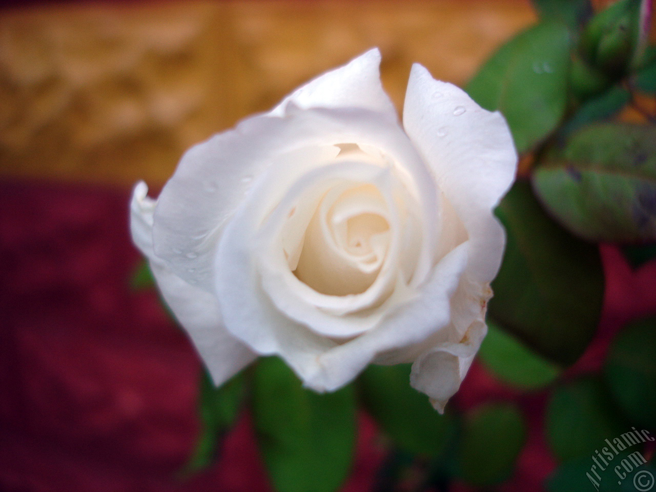 White rose photo.

