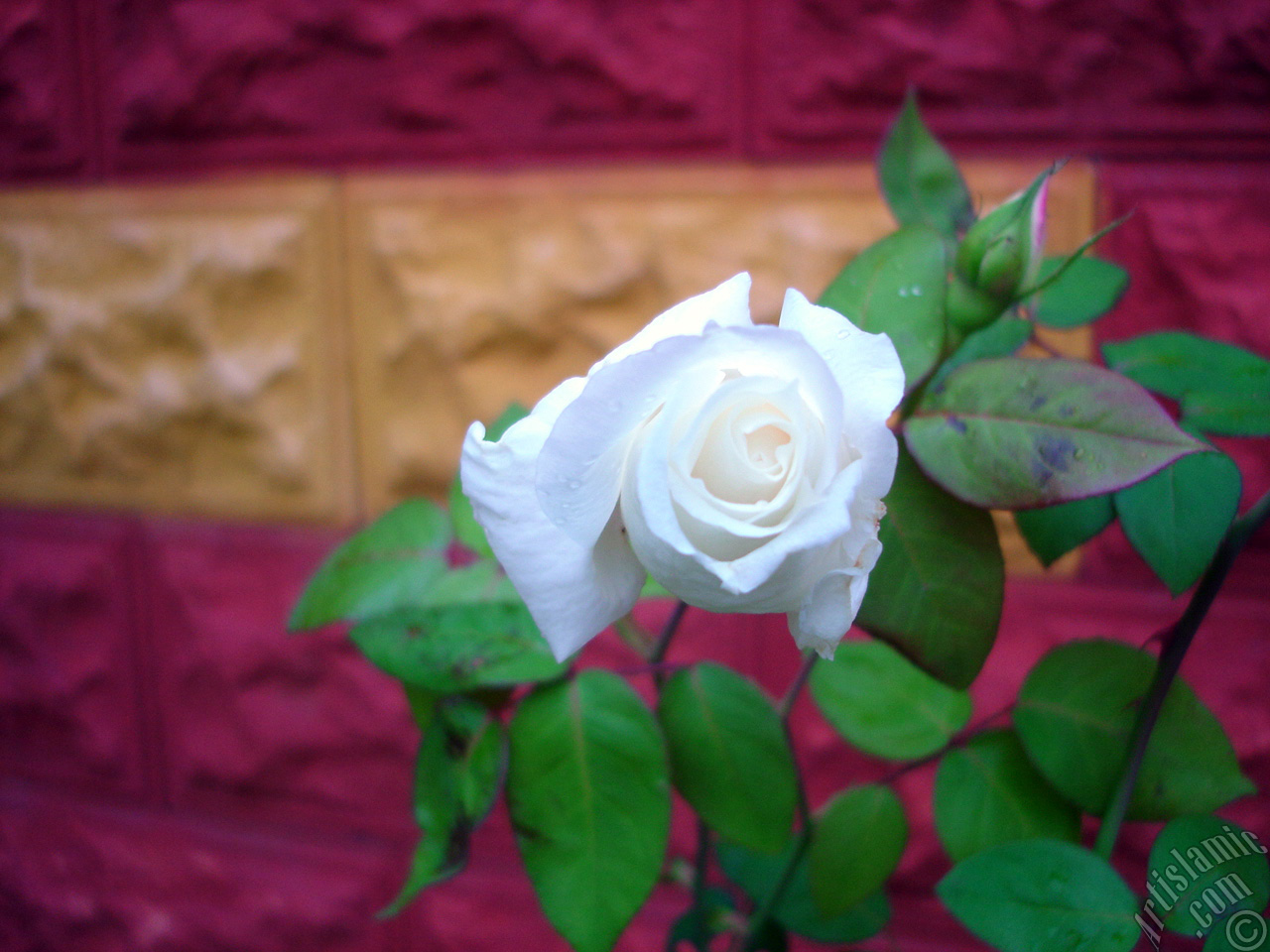 White rose photo.
