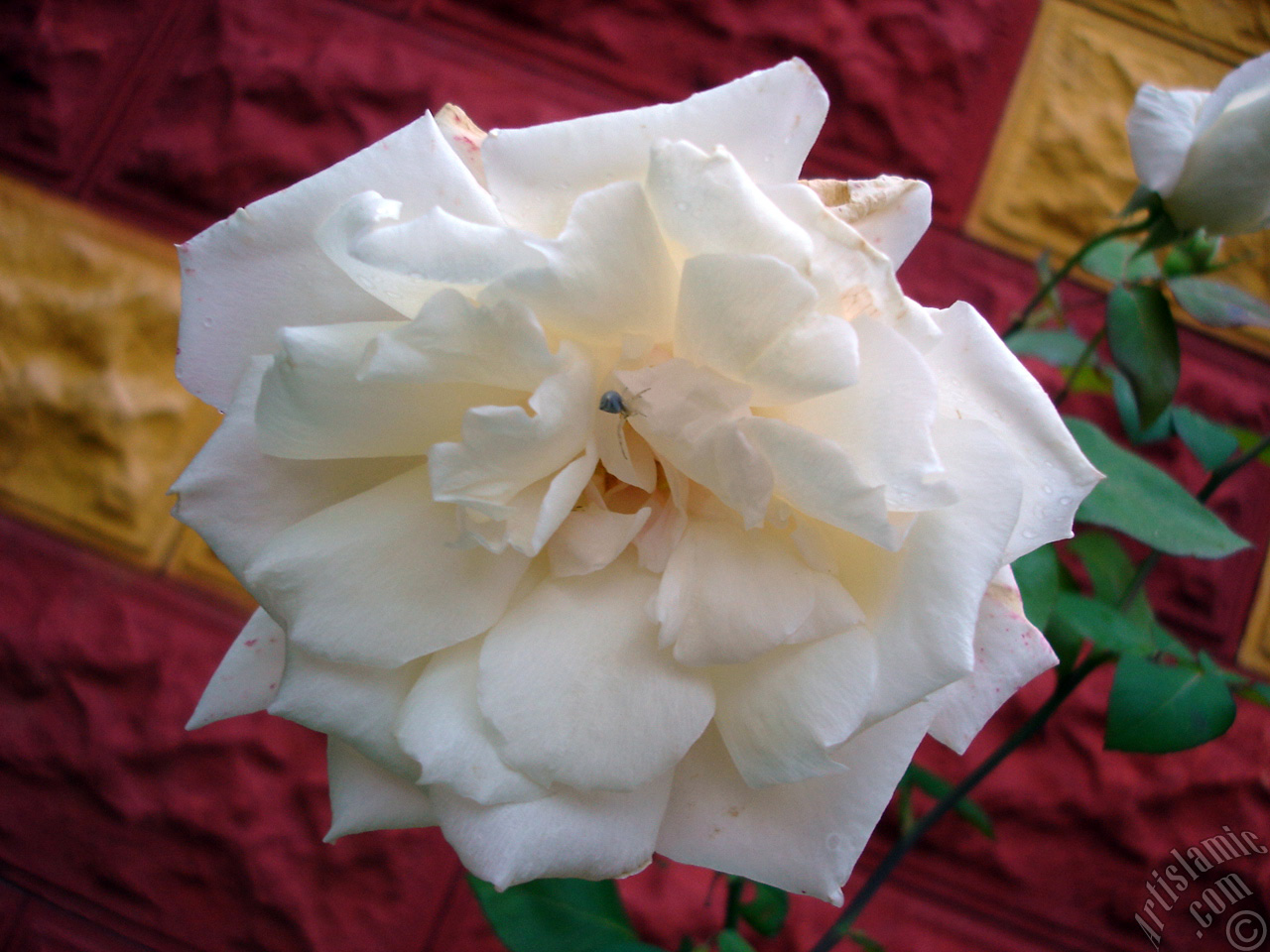 White rose photo.
