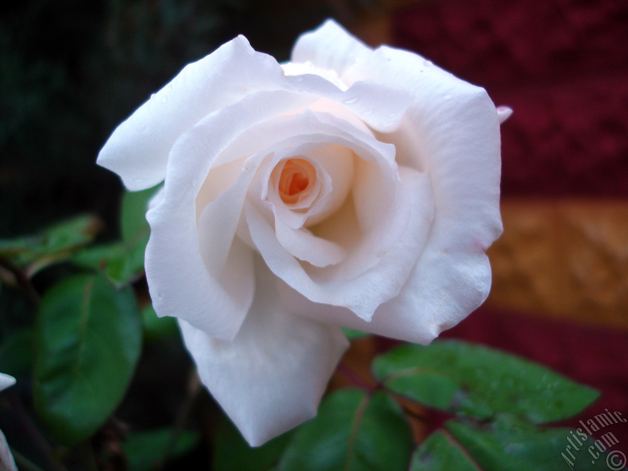 White rose photo.

