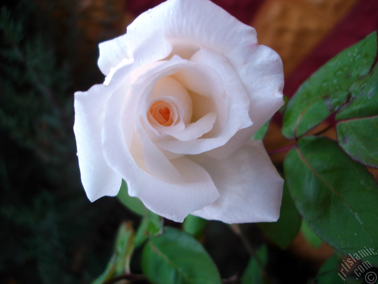 White rose photo.
