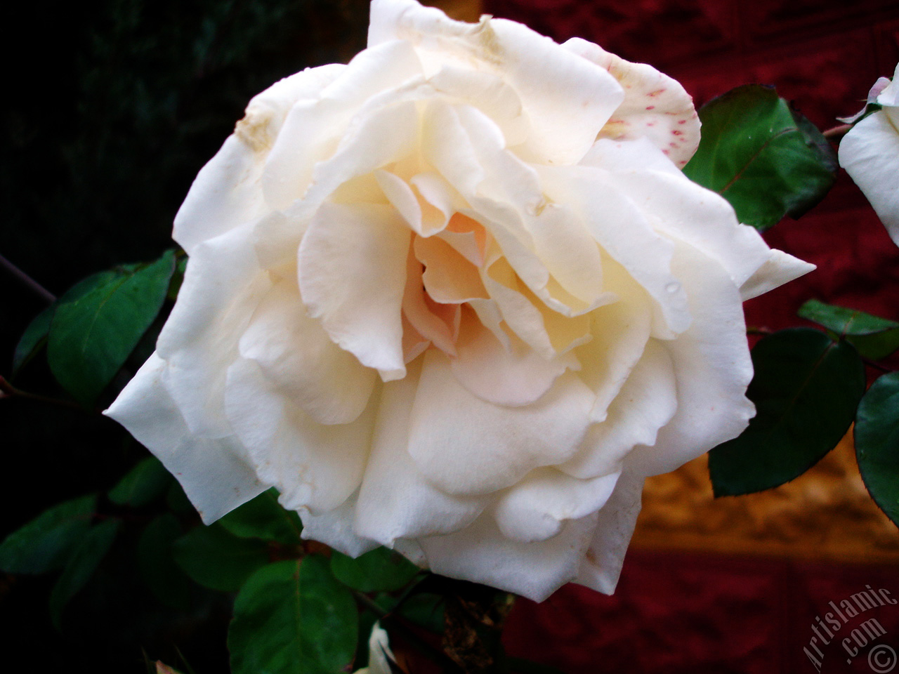 White rose photo.
