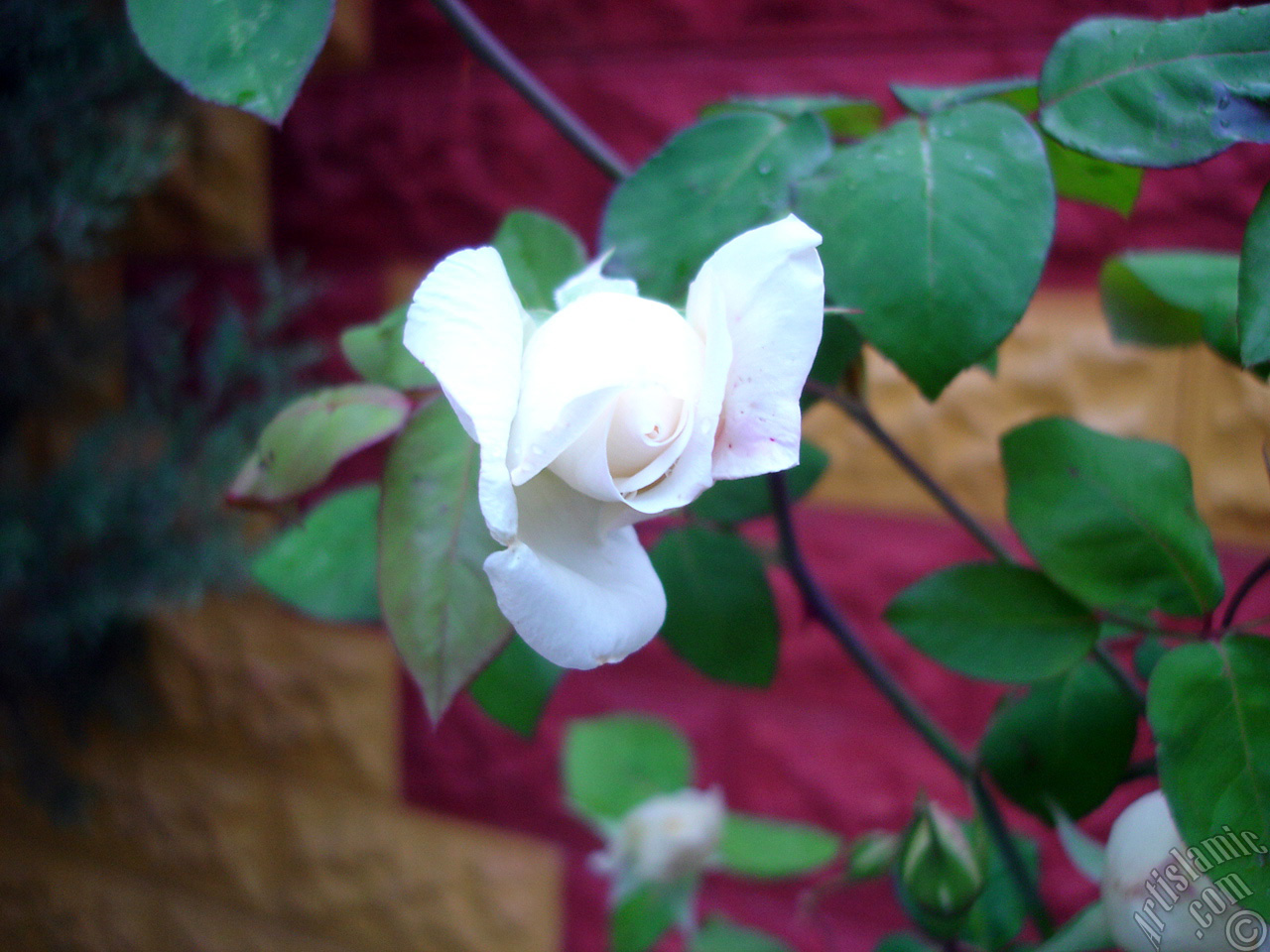 White rose photo.
