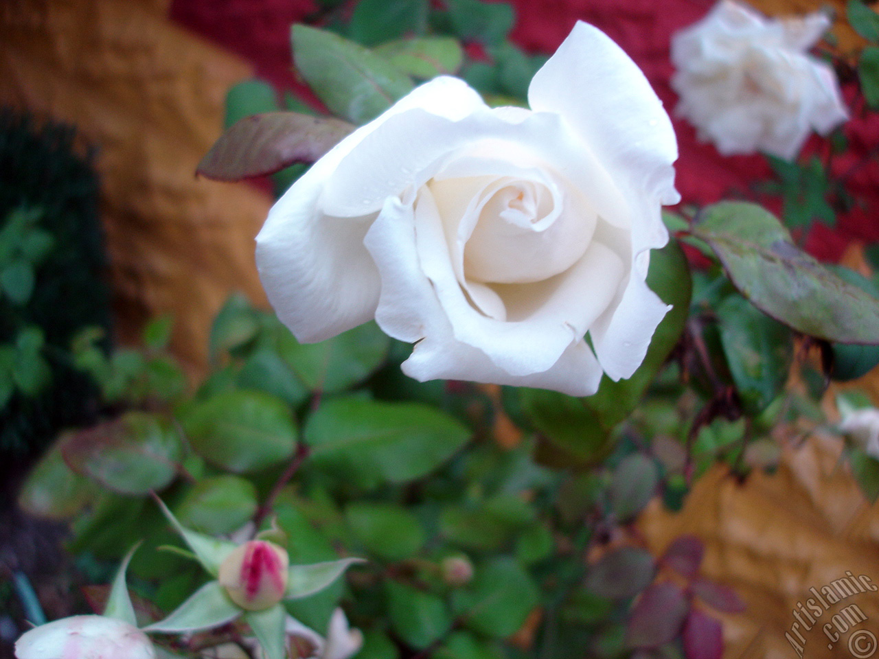 White rose photo.
