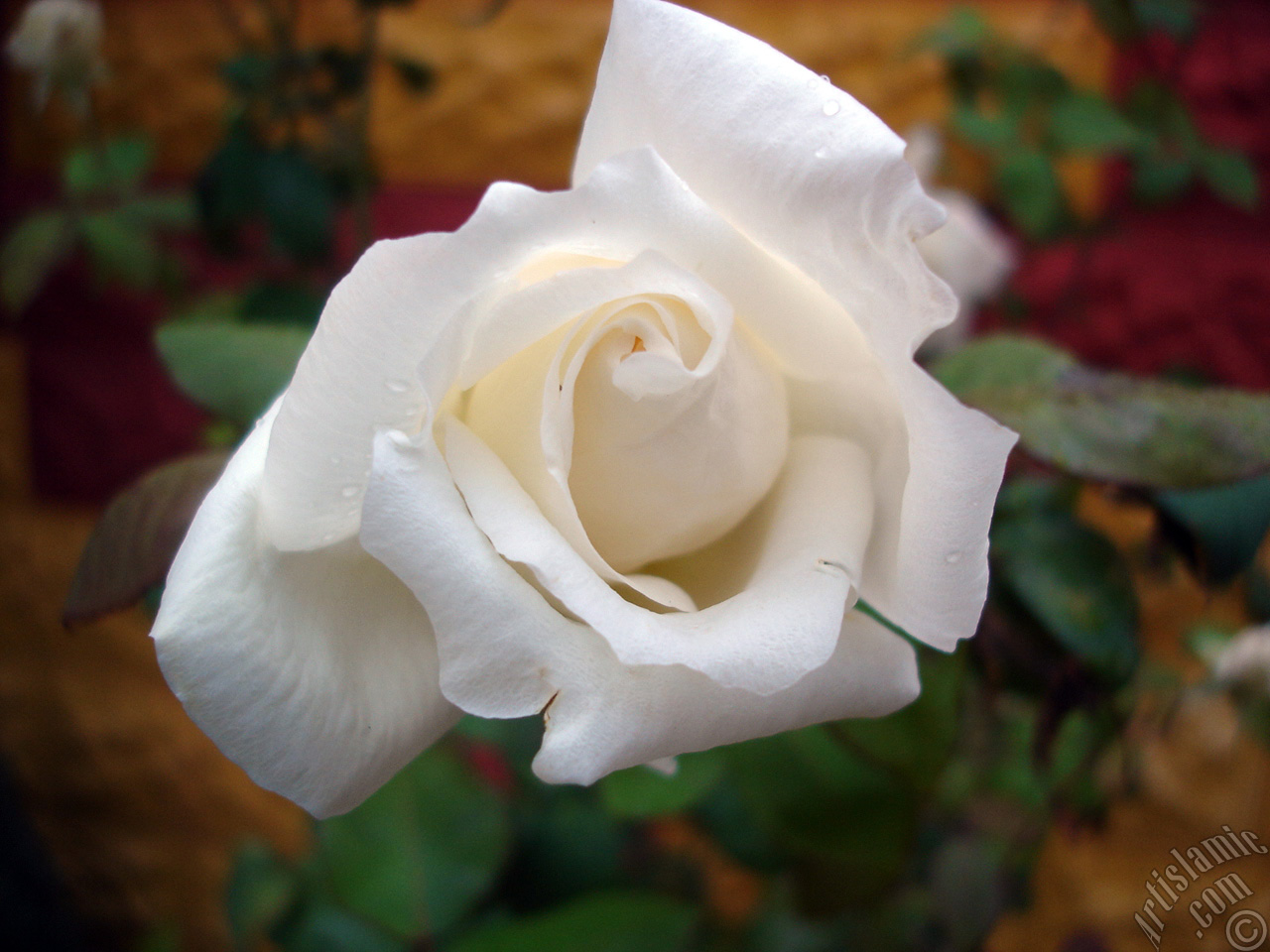 White rose photo.
