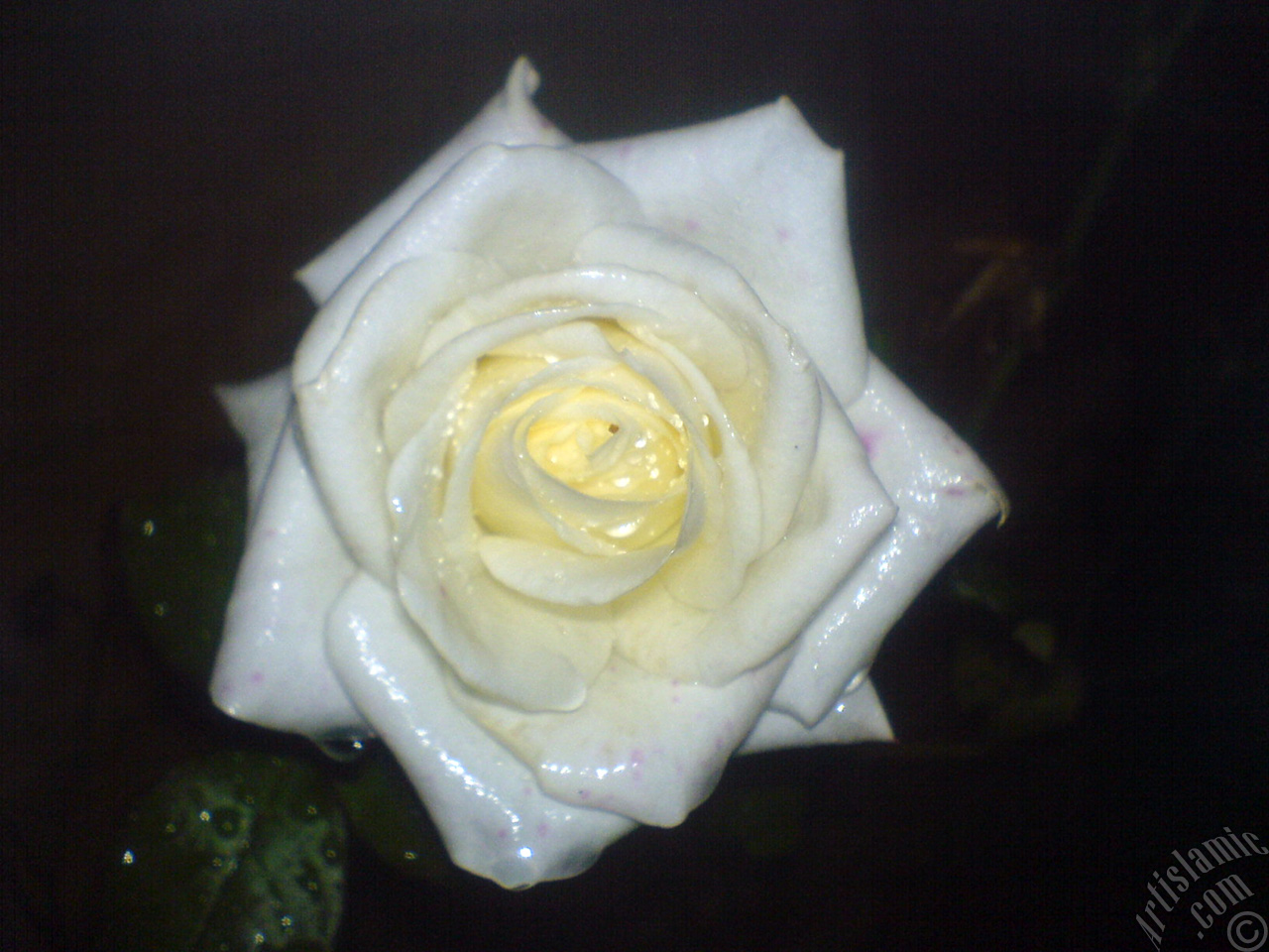 White rose photo.
