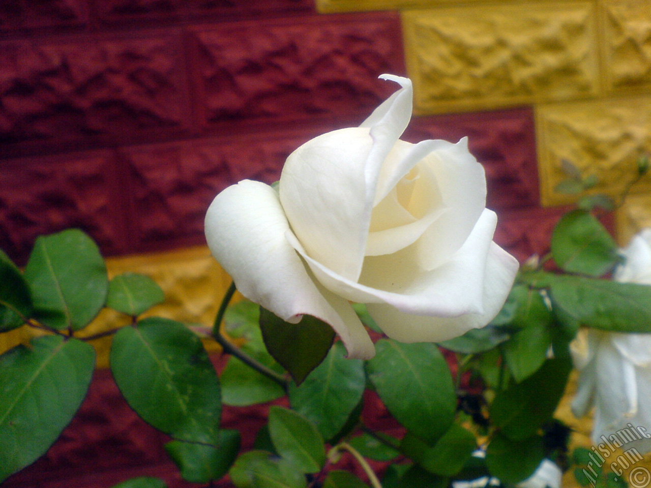 White rose photo.
